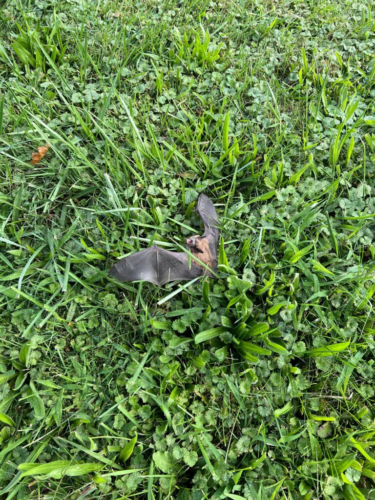 Bat Control Carrboro