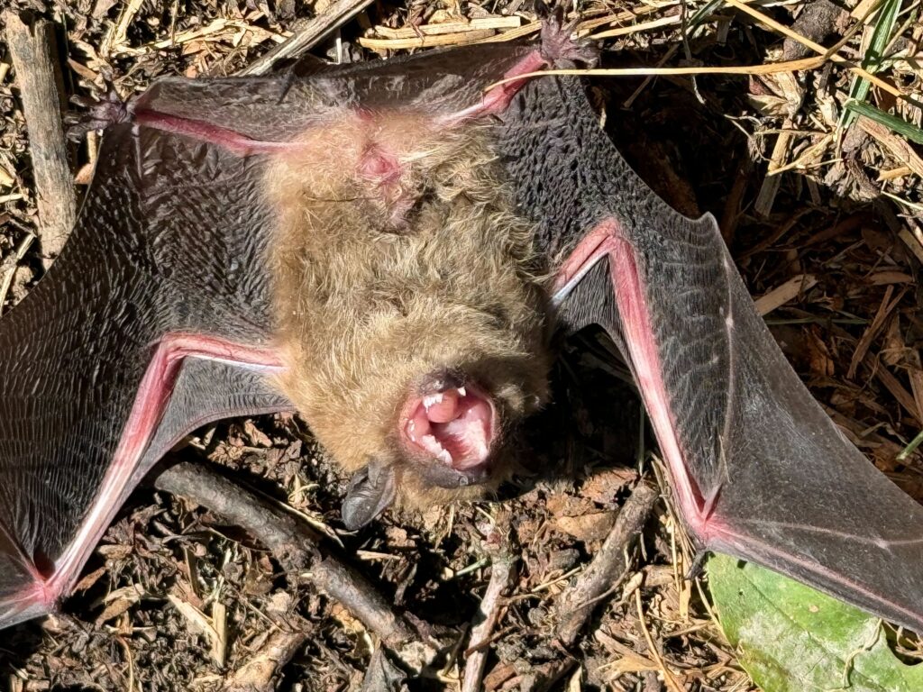 Bat Control Carrboro