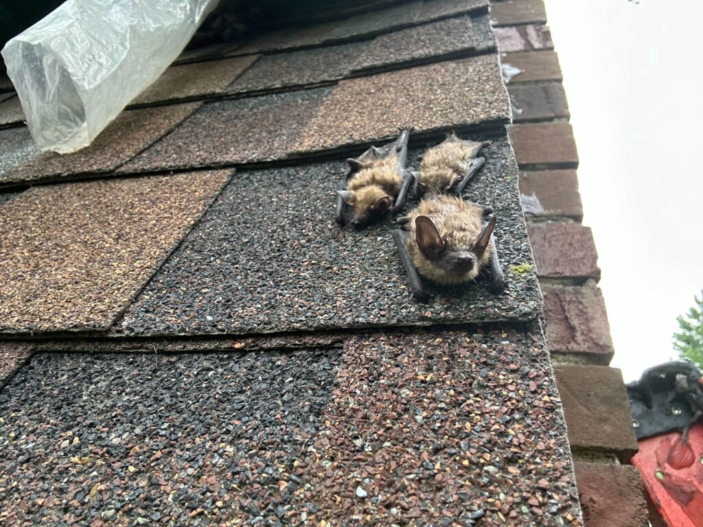 Bat Control Carrboro