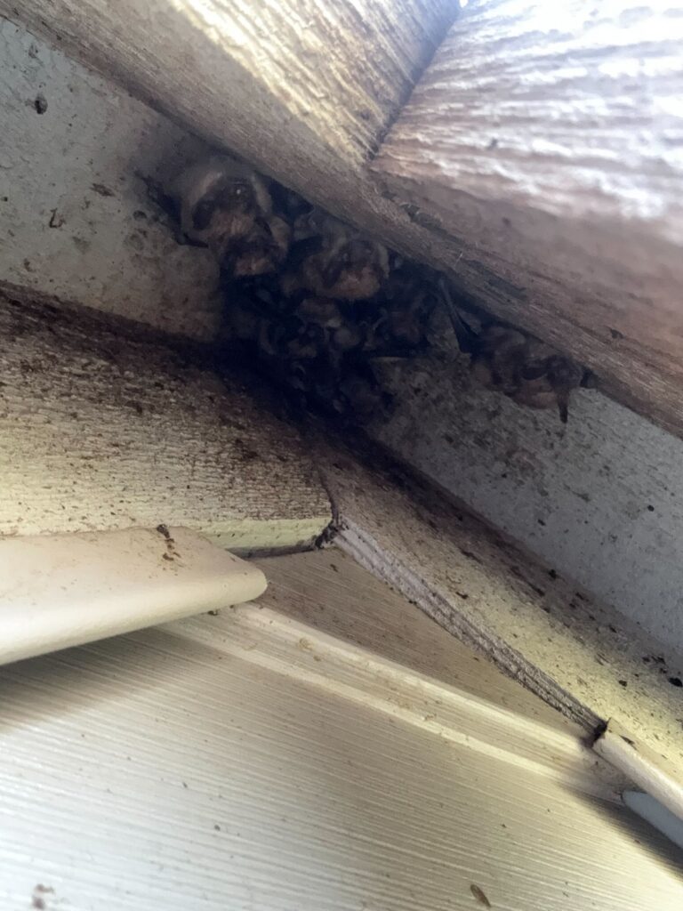 Bat Control Carrboro
