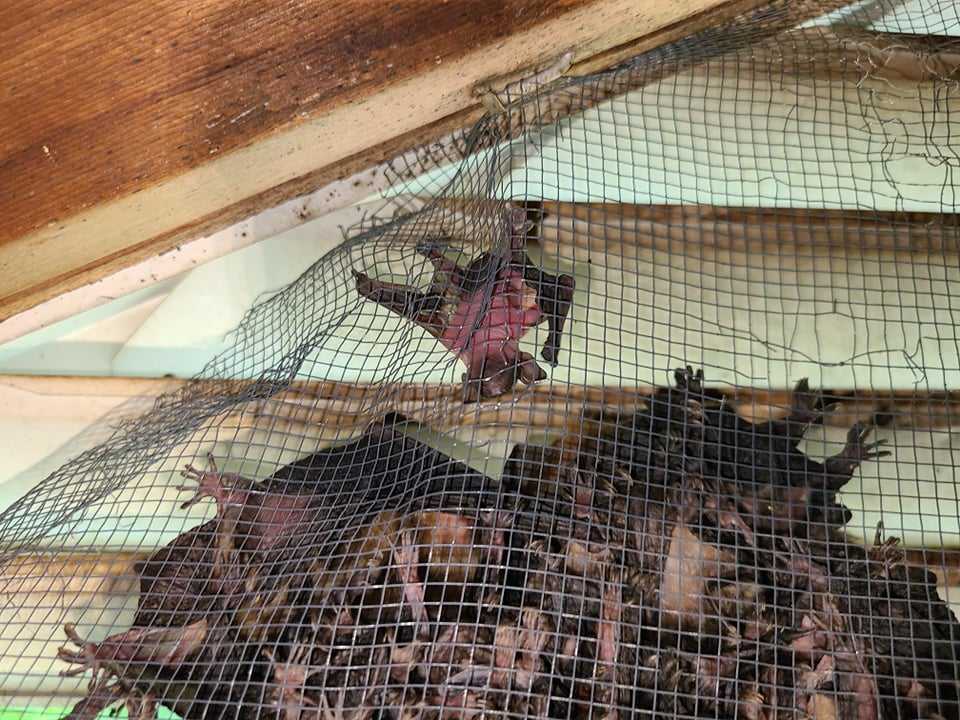 Bat Control Carrboro